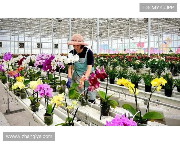 玫瑰国际:实现跨国合作共赢的花卉产业链整合新模式